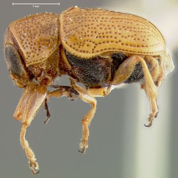 Media type: image;   Entomology 24994 Aspect: habitus lateral view